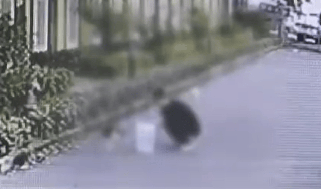 广州一男子在幼儿园旁虐杀多只猫
