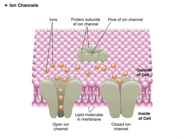 Bione(BiOneer下载)